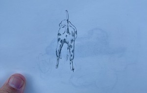 Dalmatien postérieur